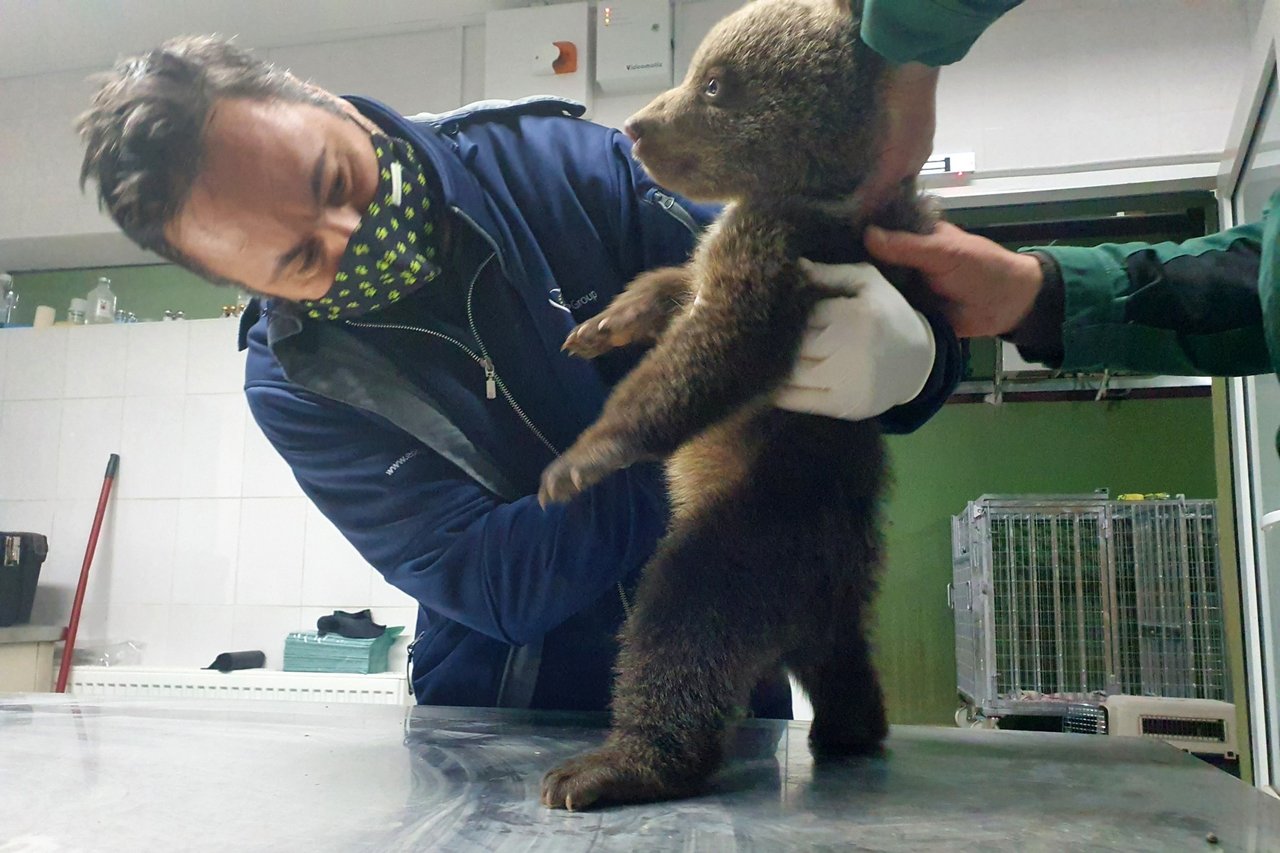 Filhote de urso em pé em uma mesa, sendo atendido pelo médico veterinário do santuário Libearty