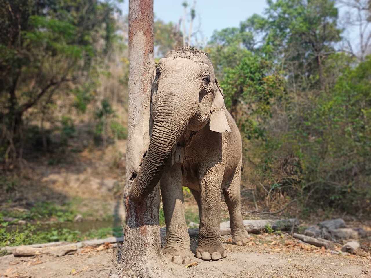Elephant, Dodo, at the Kindred Spirit Elephant Sanctuary.