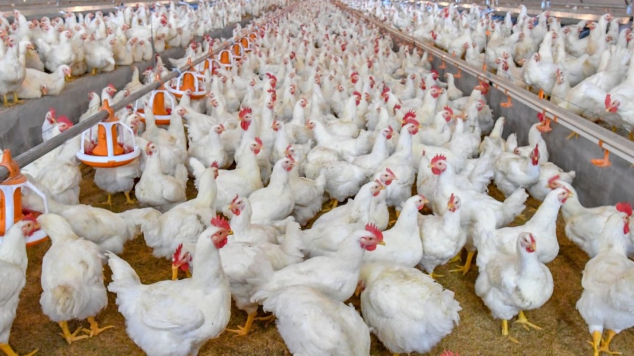 Pollos en una granja industrial