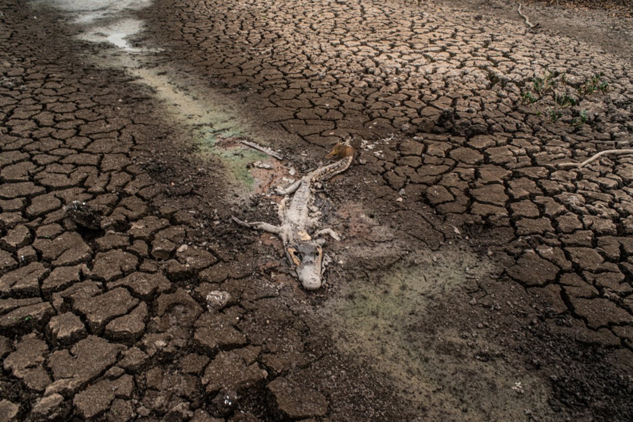 Un cocodrilo muere producto de las sequías en Brasil