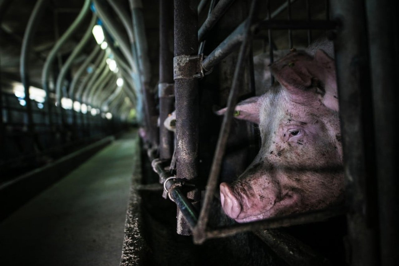Cerdo en una granja industriales