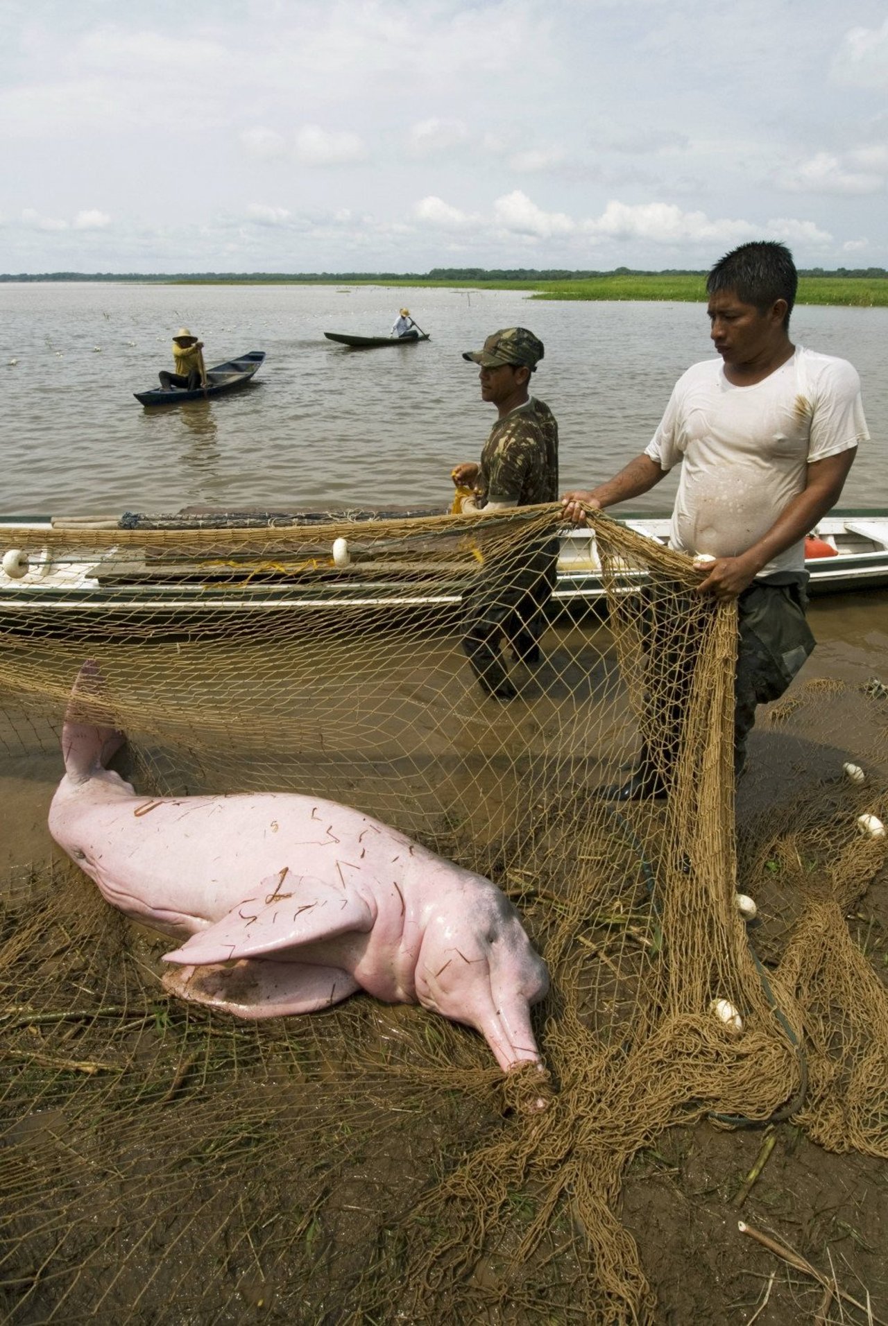 106_el_delfin_rosado_del_amazonas_no_es_carnada_2