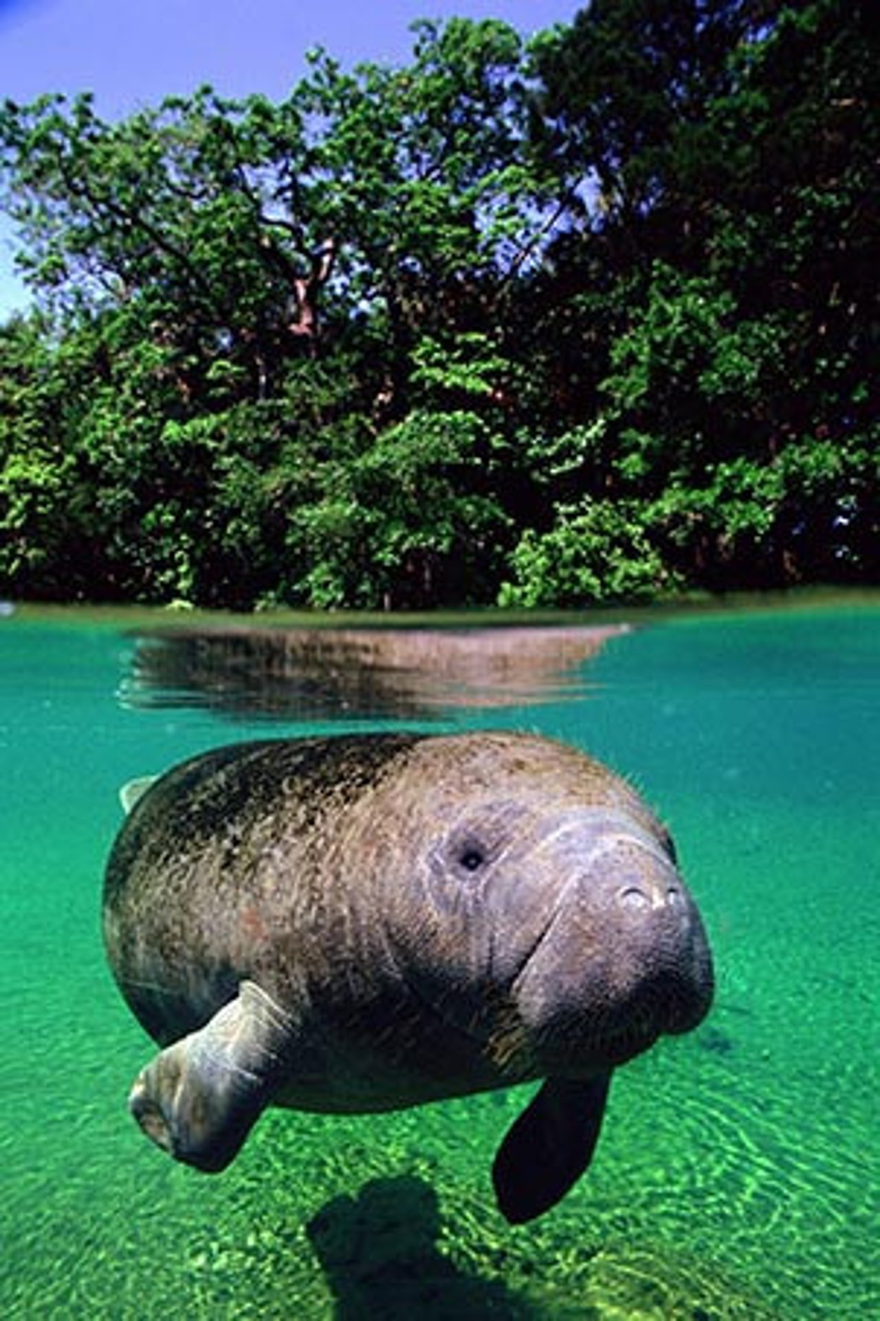 167_world_animal_protection_celebra_nueva_ley_que_protege_al_manati_1