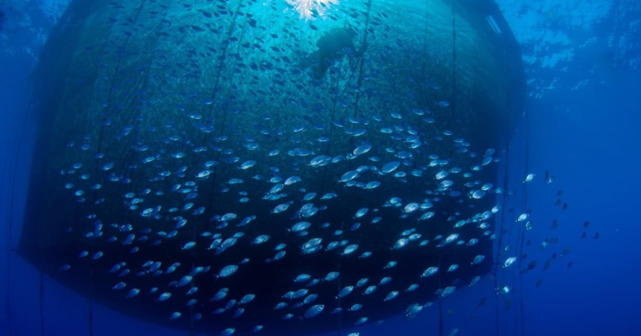  Peces atrapados en una red en una piscicultura oceánica industrial. Los peces son seres sintientes. 