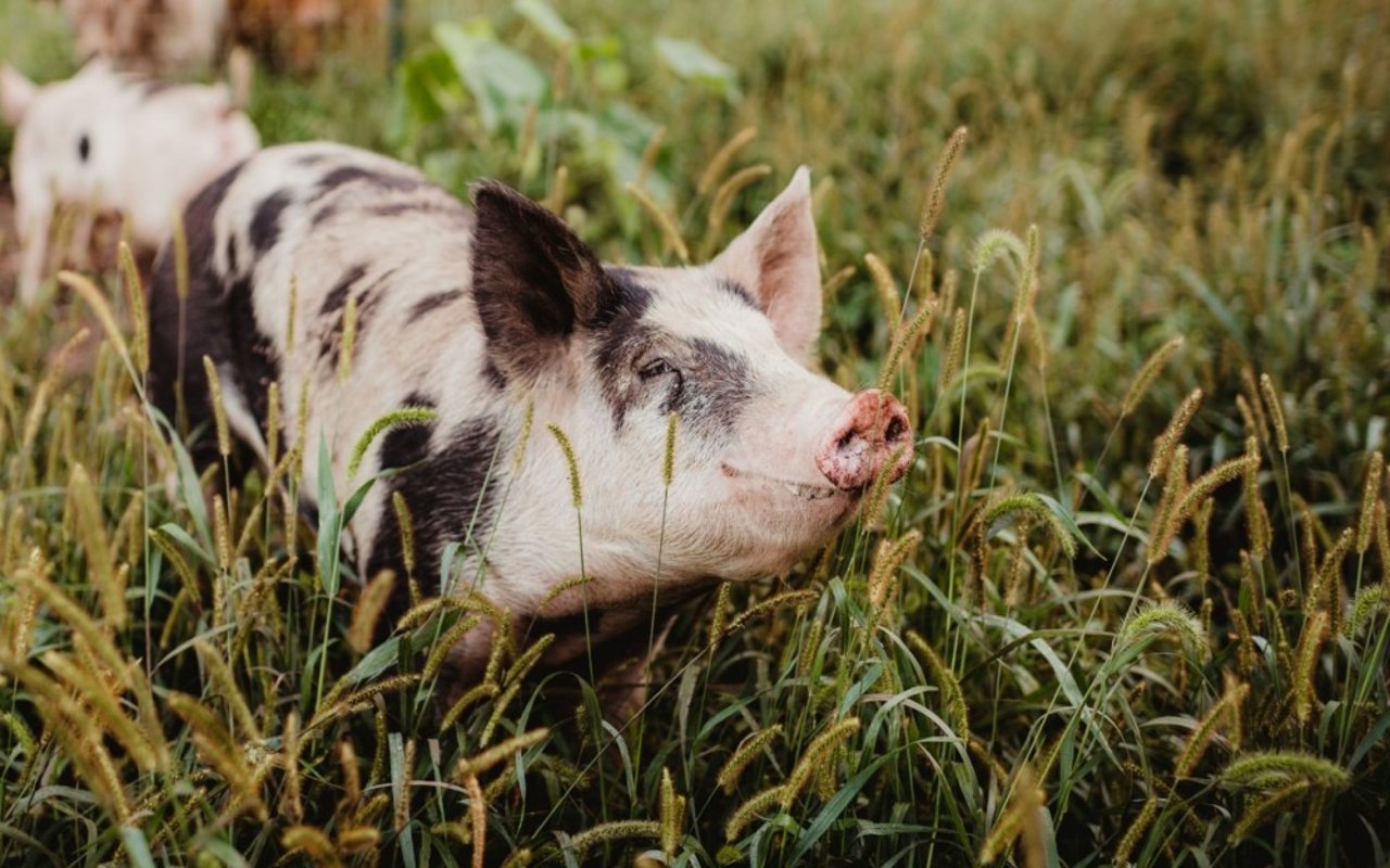Un cerdo disfruta de la hierba en un santuario. 