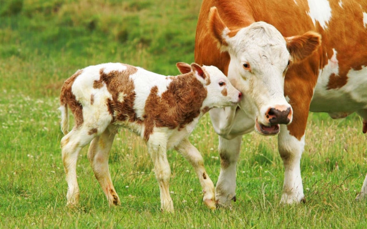 Una vaca junto a su cría pastando libremente