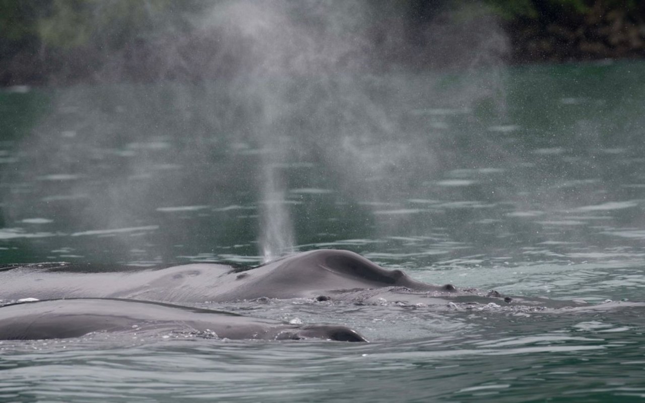 Una ballena silvestre expulsando aire por su espiráculo.