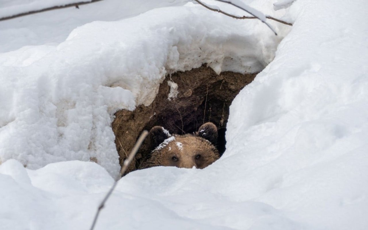 Un oso se asoma por la entrada de una caverna, en el exterior todo está cubierto de nieve.