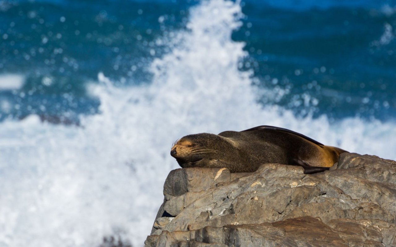 una foca durmiendo sobre una roca, al lado del mar.