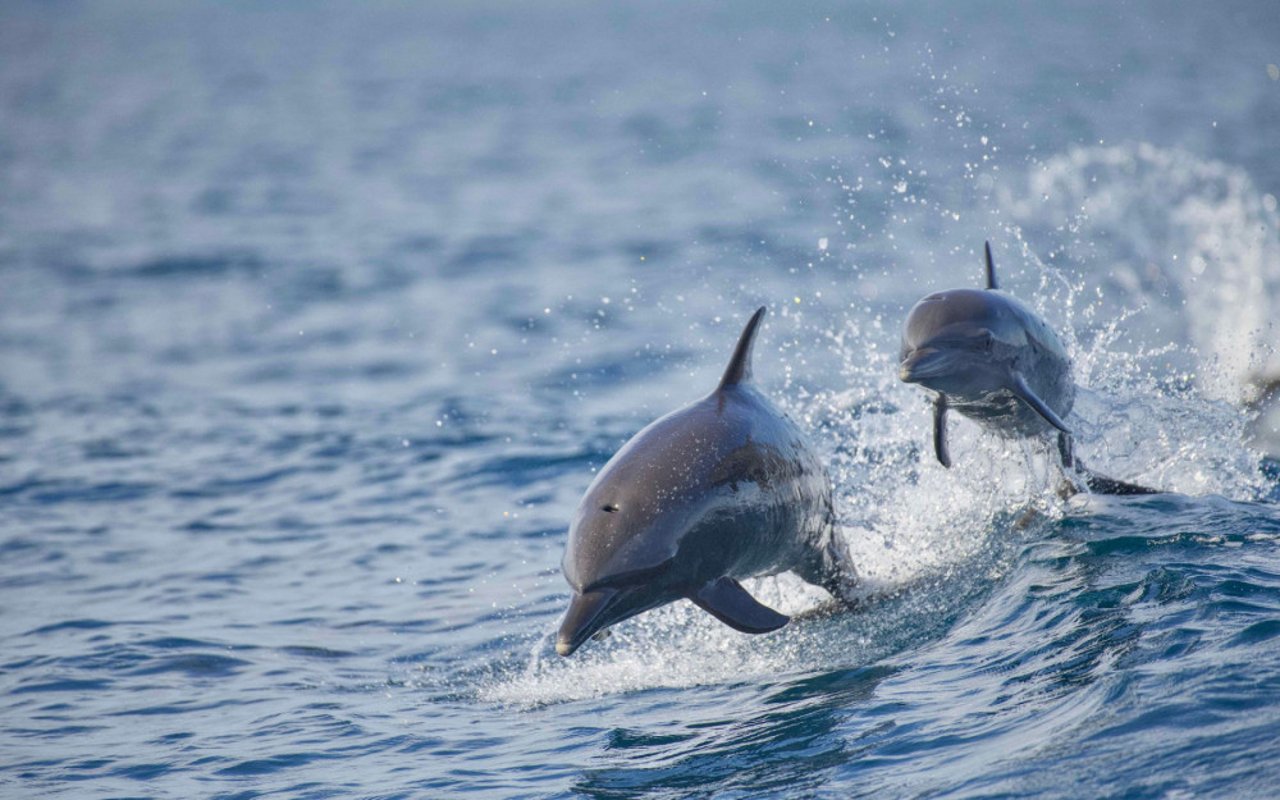 Delfines silvestres en Golfo Dulce, Costa Rica