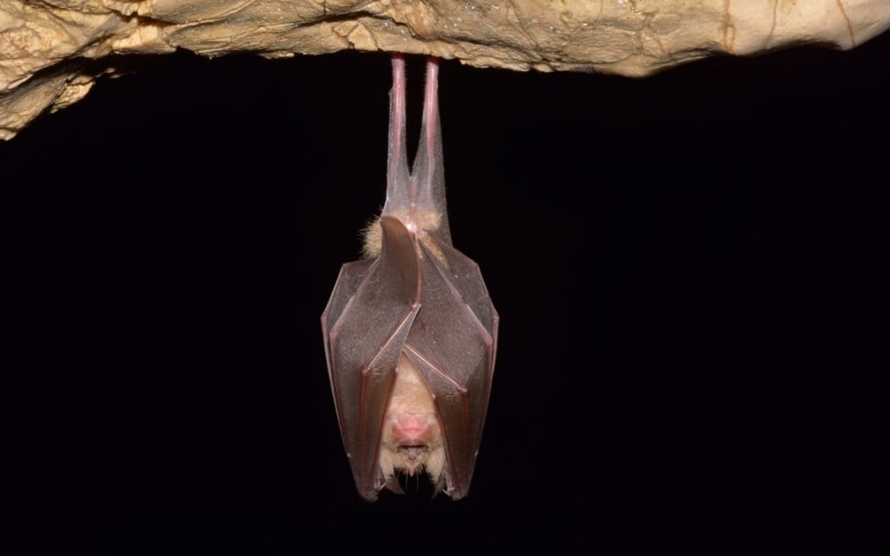 Un murciélago cuelga de las paredes de una cueva.
