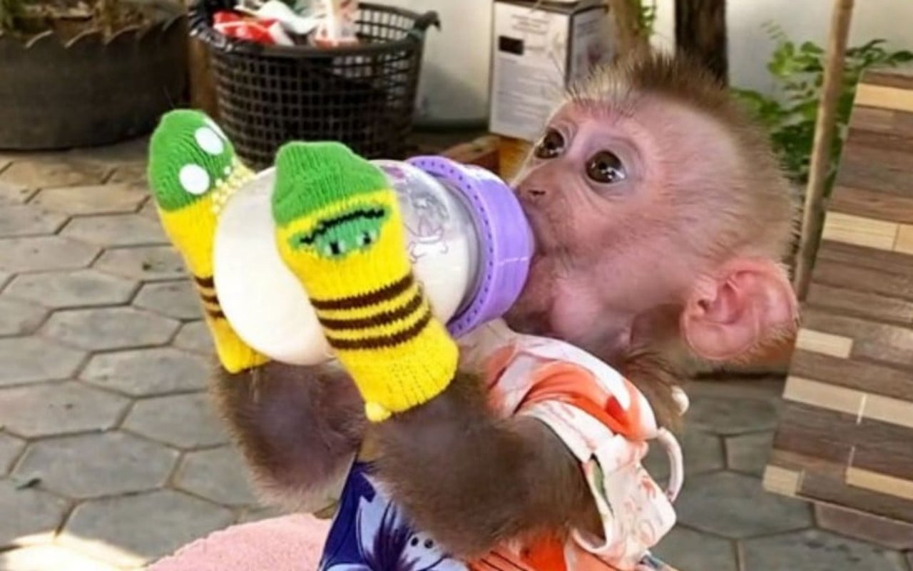 un macaco, vestido como un niño, bebiendo leche de un biberón.