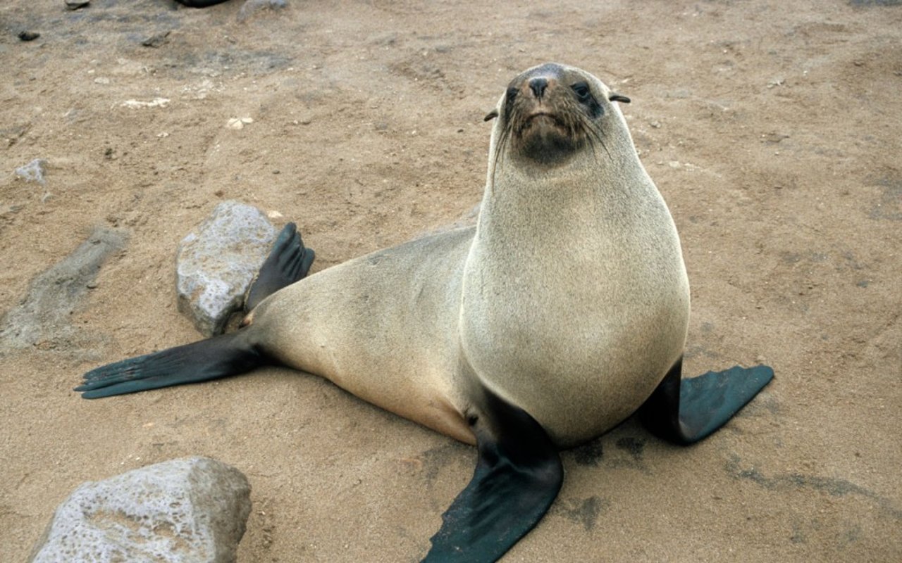 una foca en la arena, mirando fijamente a la cámara.