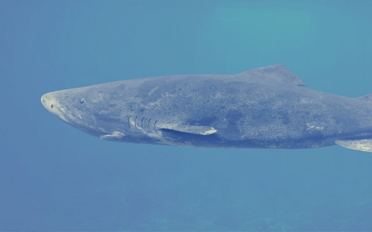 Un tiburón de Groenlandia, el animal vertebrado más longevo, nadando en solitario.