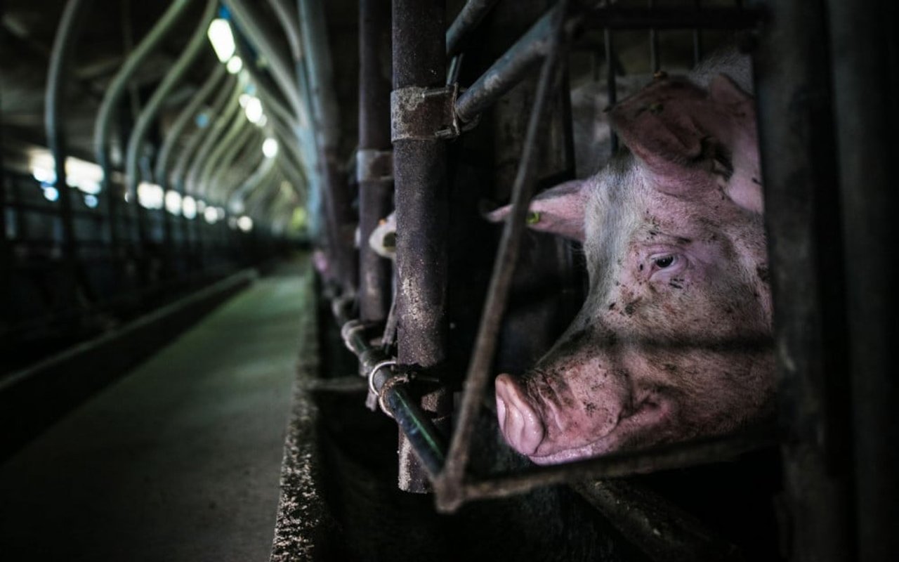 En un cerdo mira con angustia en una granja industrial