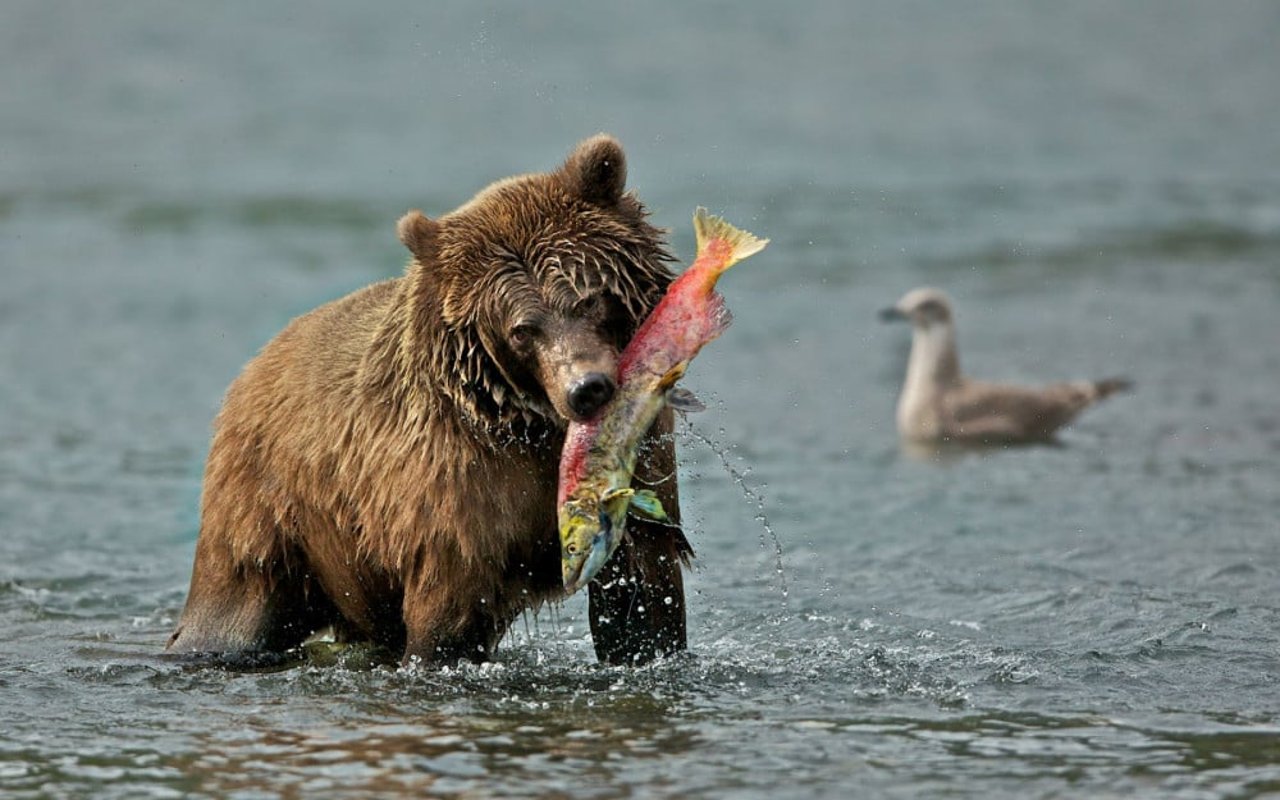Un oso cazando peces en un río.
