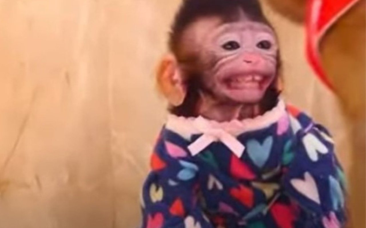 Un macaco, vestido con una pijama, aparentemente sonriendo.