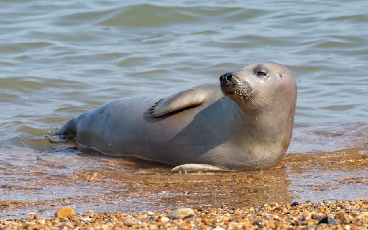 una foca recostada de medio lado sobre la arena, recibiendo el oleaje del mar. 