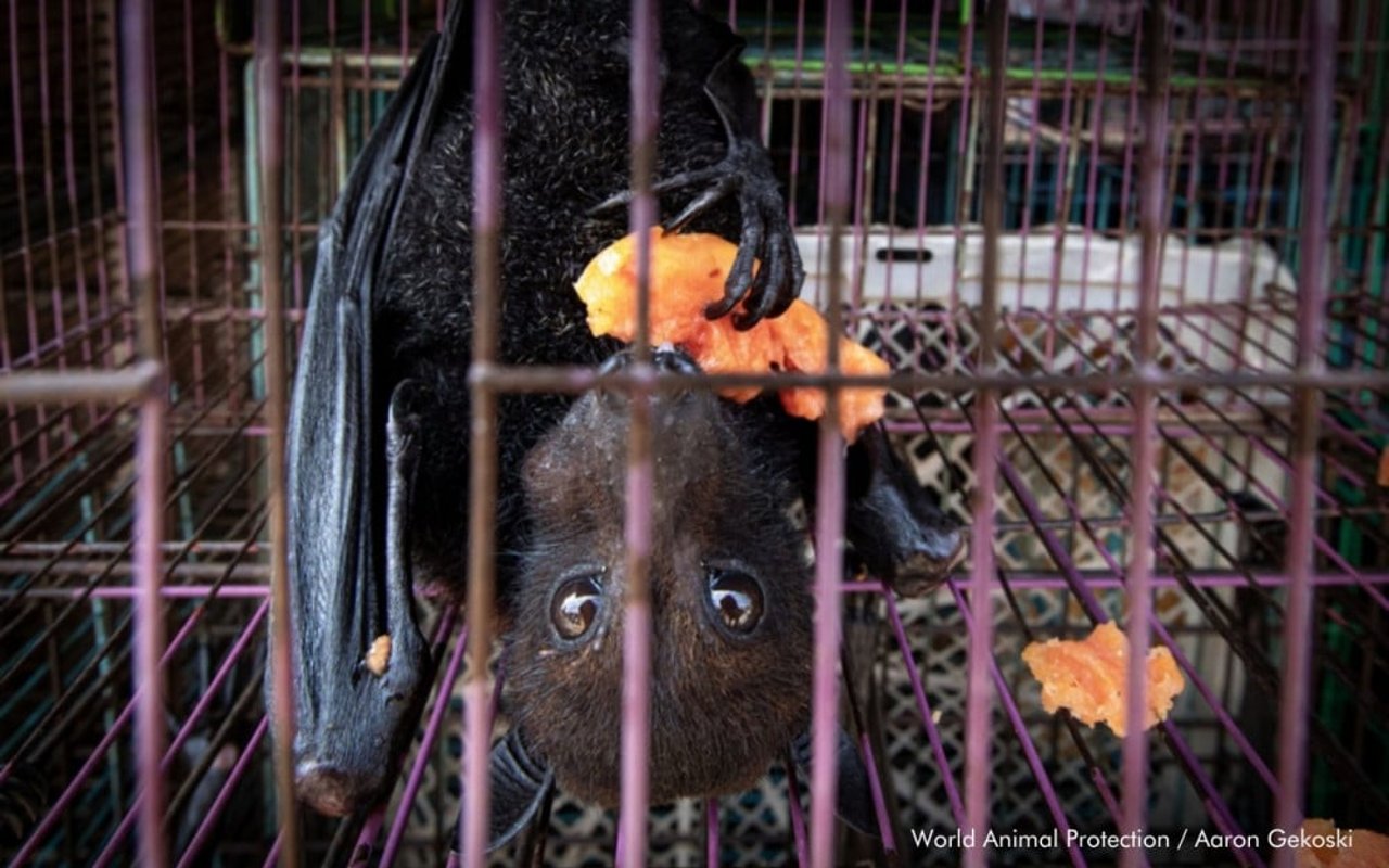 Un murciélago cautivo comiendo fruta en un mercado de Yakarta, Indonesia.