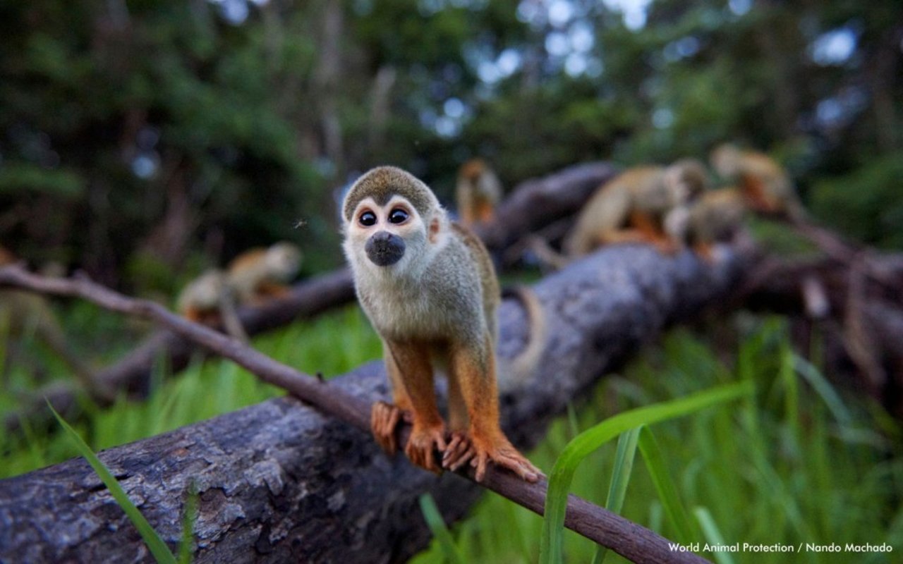 Un mono ardilla en la naturaleza, Perú