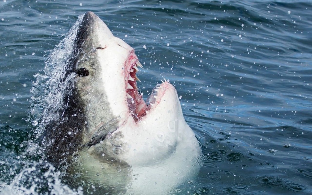 Un tiburón saliendo a la superficie del mar.