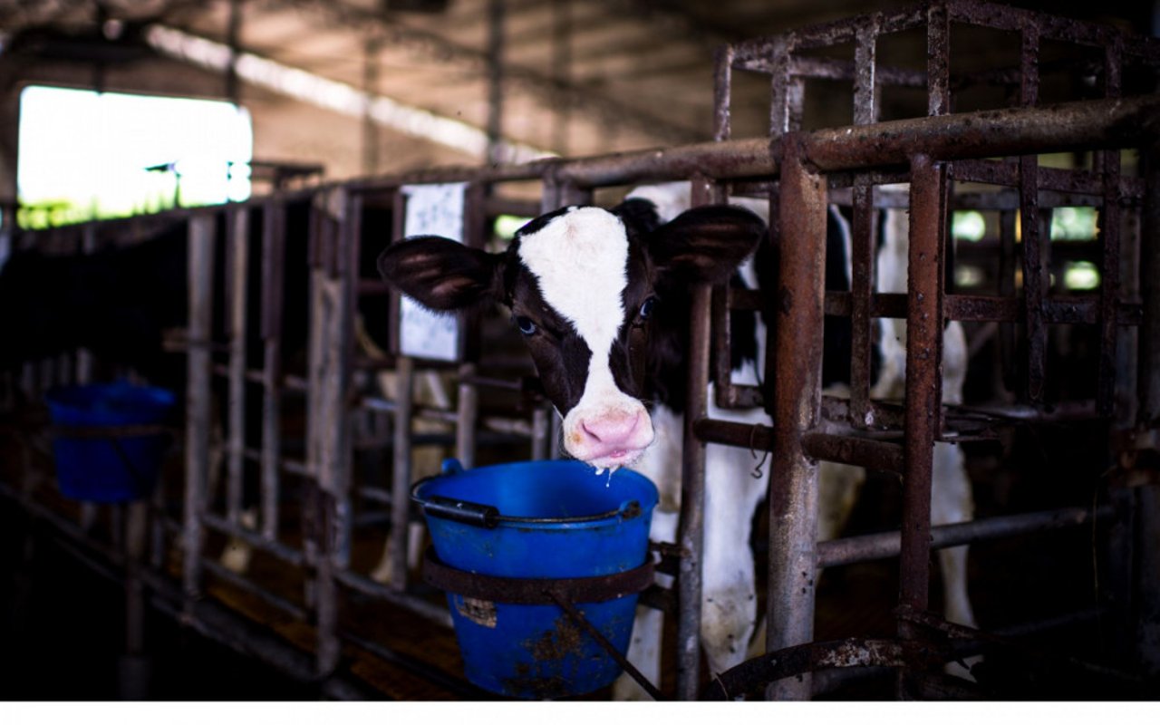 Una vaca joven en una cruel granja industrial