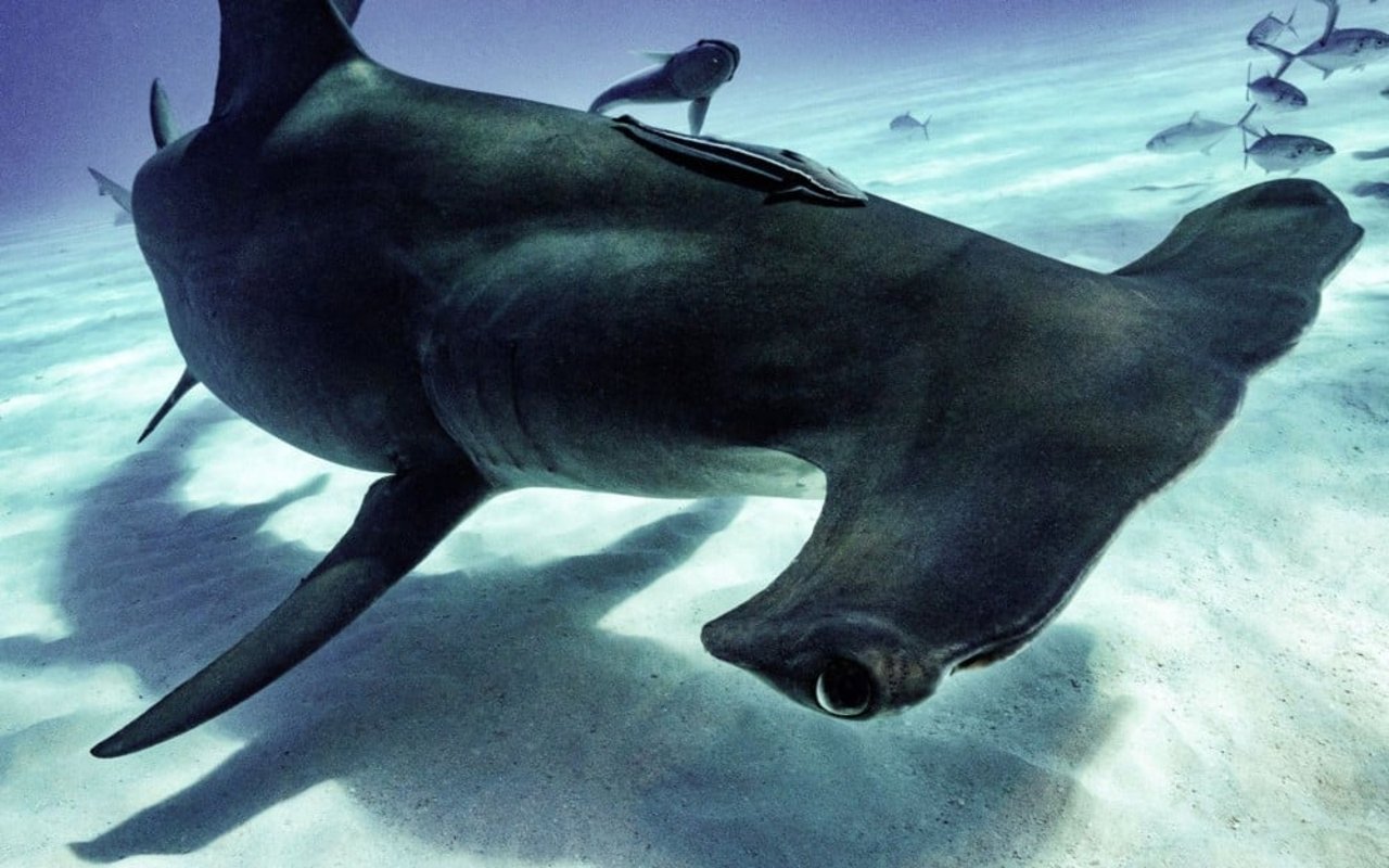 Un tiburón martillo captada de cerca en su hábitat natural. 