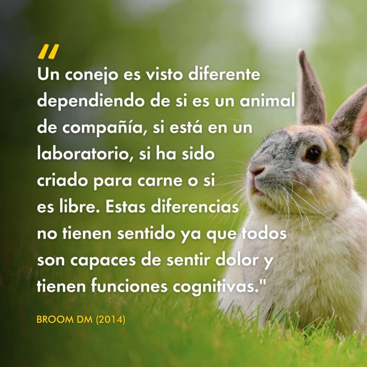 &quot;Un conejo es visto diferente dependiendo de si es un animal de compañía, si está en un laboratorio, si ha sido criado para carne o si es libre. Estas diferencias no tienen sentido ya que todos son capaces de sentir dolor y tienen funciones cognitivas.&quot;-Broom DM