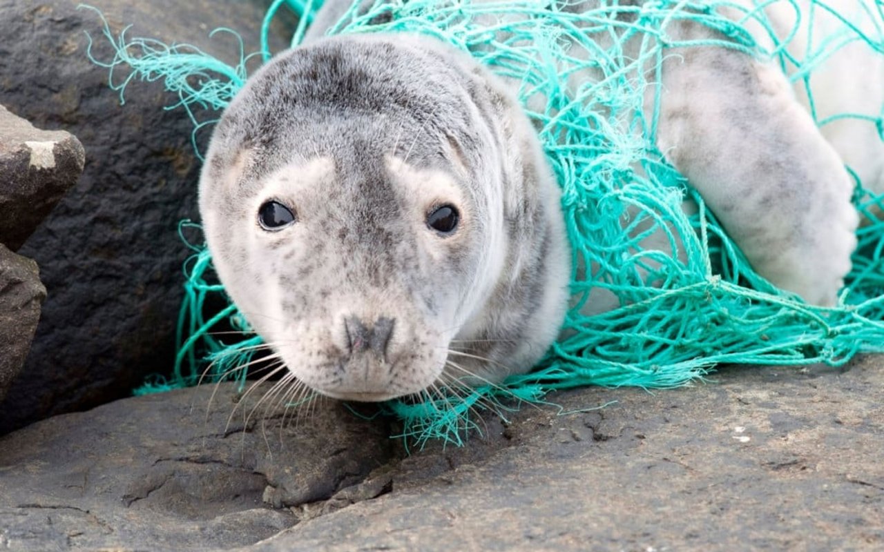 Foca atrapada en una red de pesca en las Islas Shetland. La campaña de equipos fantasma de World Animal Protection tiene como objetivo reducir las redes de pesca desechadas como esta que enredan a los animales marinos.