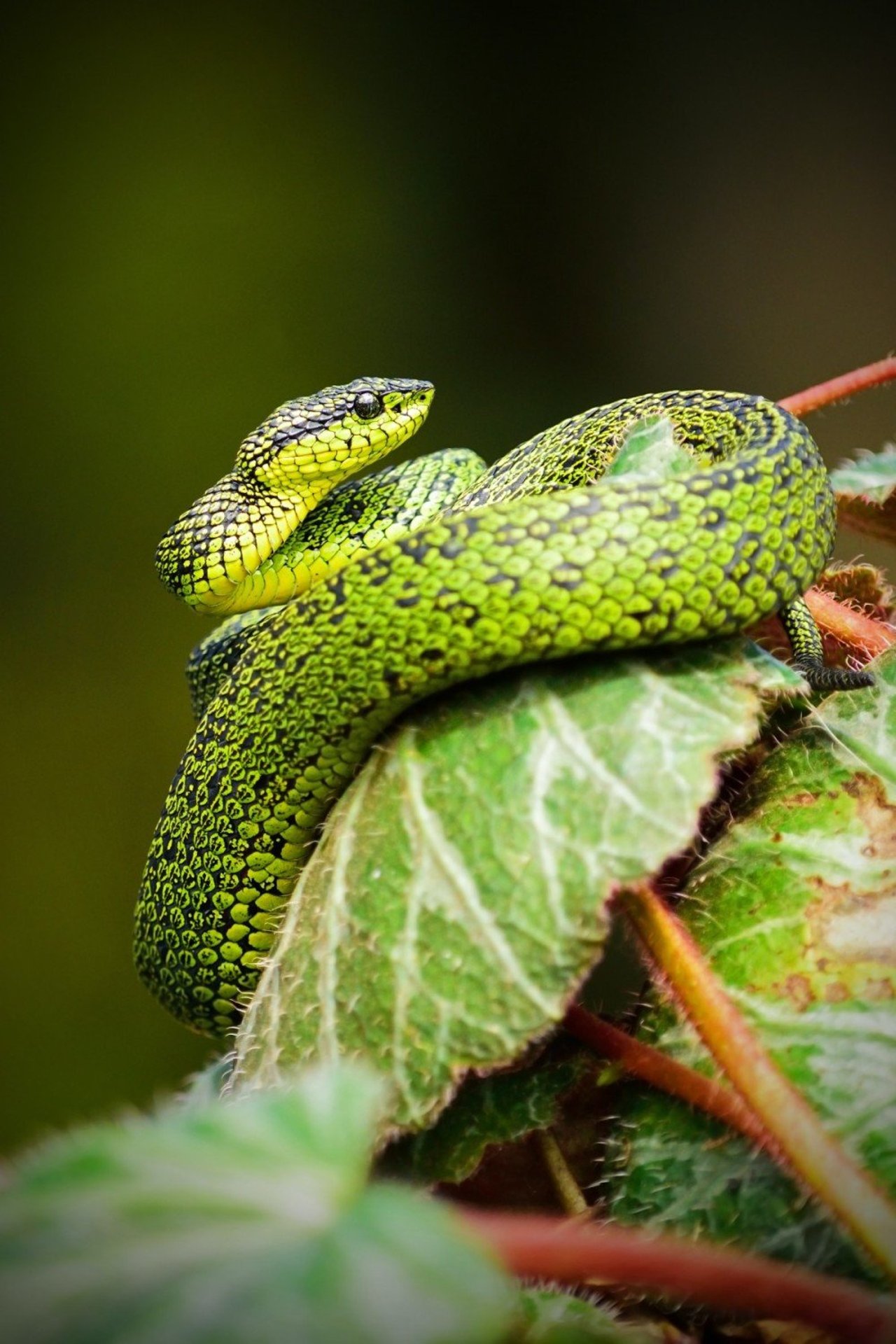 Una serpiente verde enrollando una hoja.