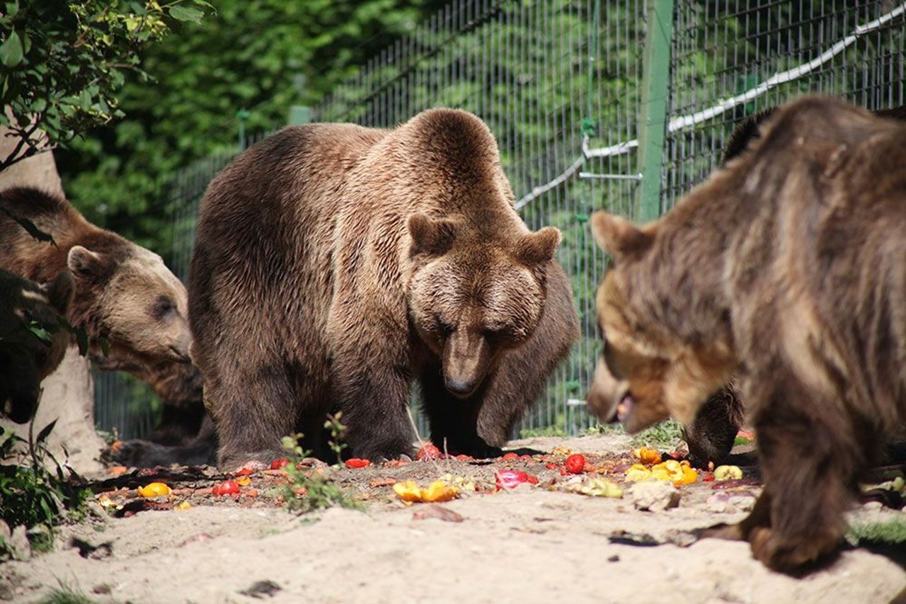bears-feeding-credit-world-animal-protection-low-res-1012478