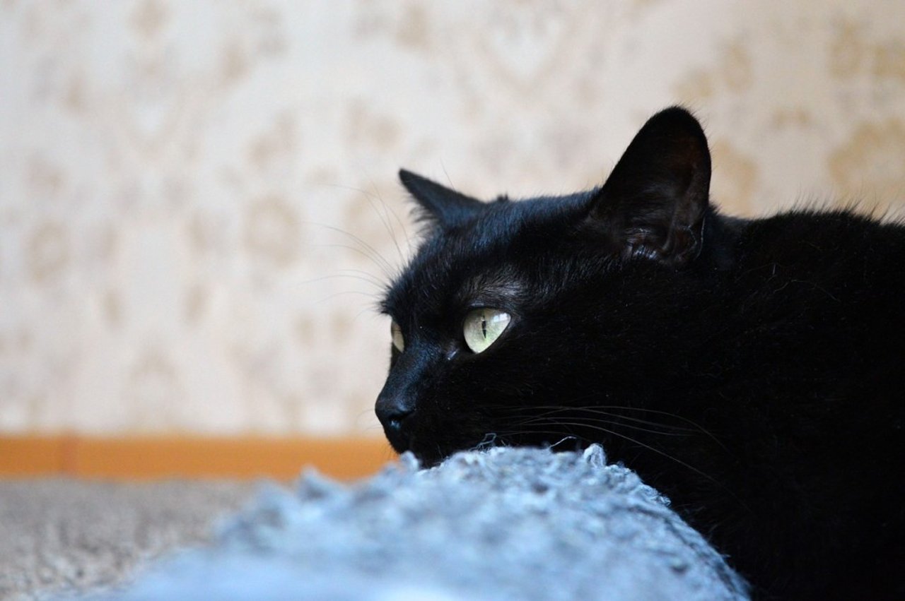 black-cat-1636918_1280