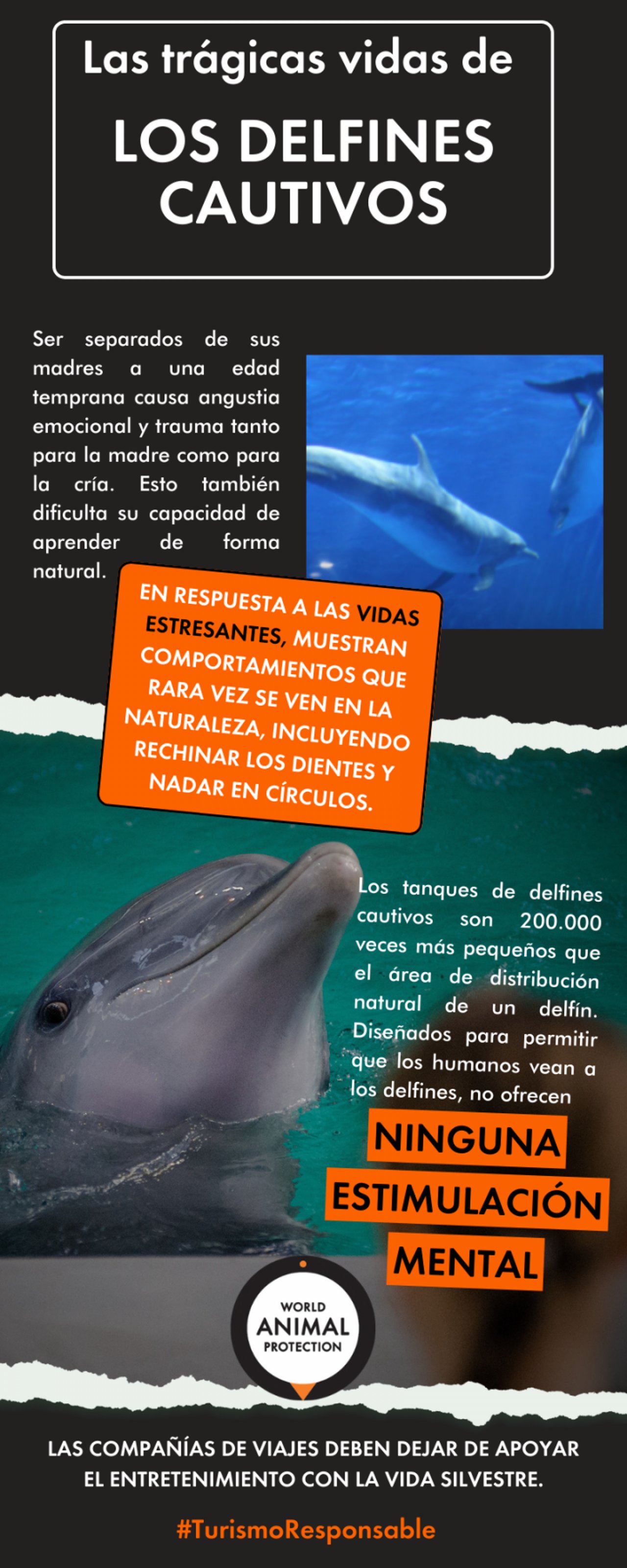 Infografía sobre el sufrimiento de los delfines en cautiverio