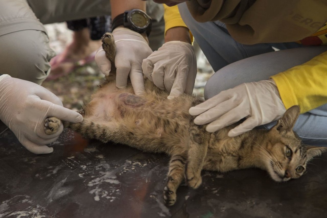 cat_in_indonesia_being_treated_after_earthquake
