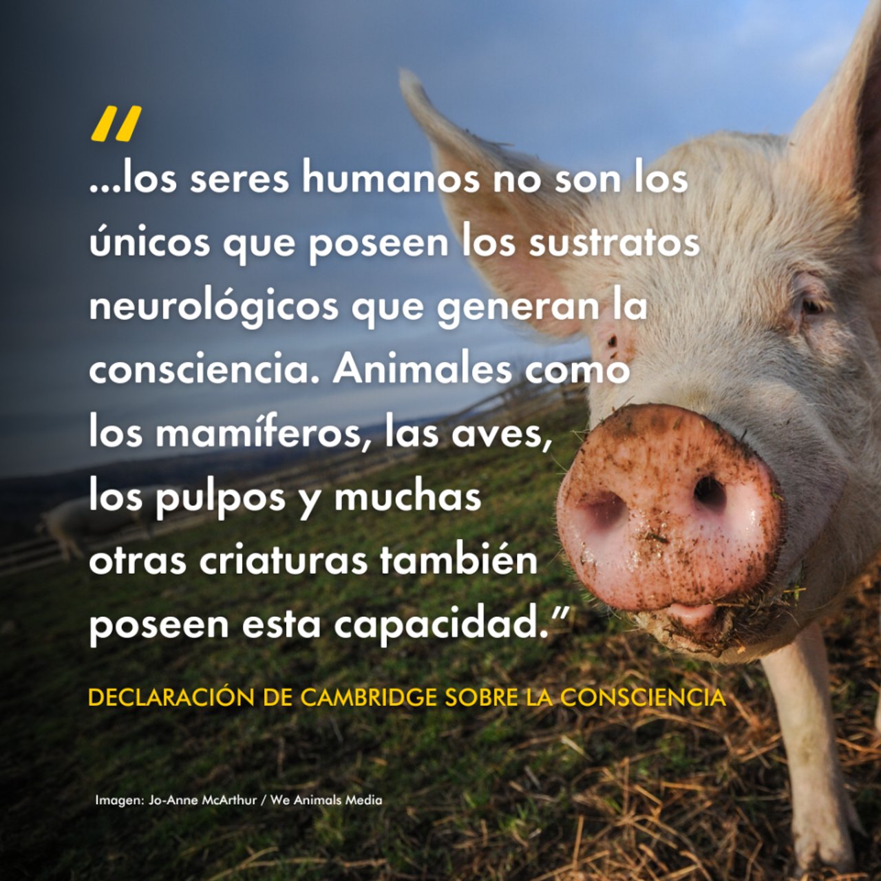 &quot;...los seres humanos no son los únicos que poseen los sustratos neurológicos que generan la consciencia. Animales como los mamíferos, las aves, los pulpos y muchas otras criaturas también poseen esta capacidad.” - Declaración de Cambridge sobre la Consciencia