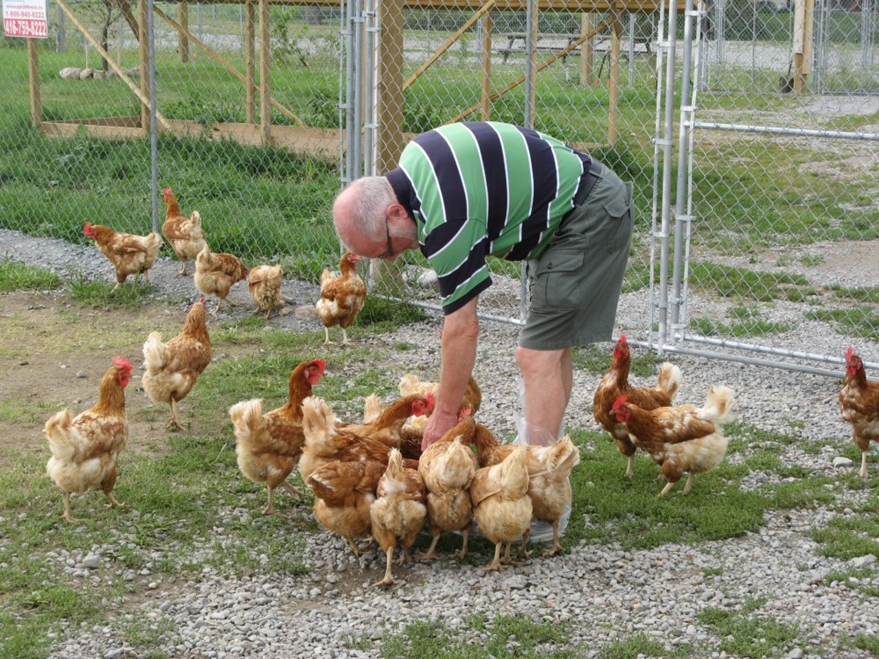 chickens_at_high_welfare_sweda_farm