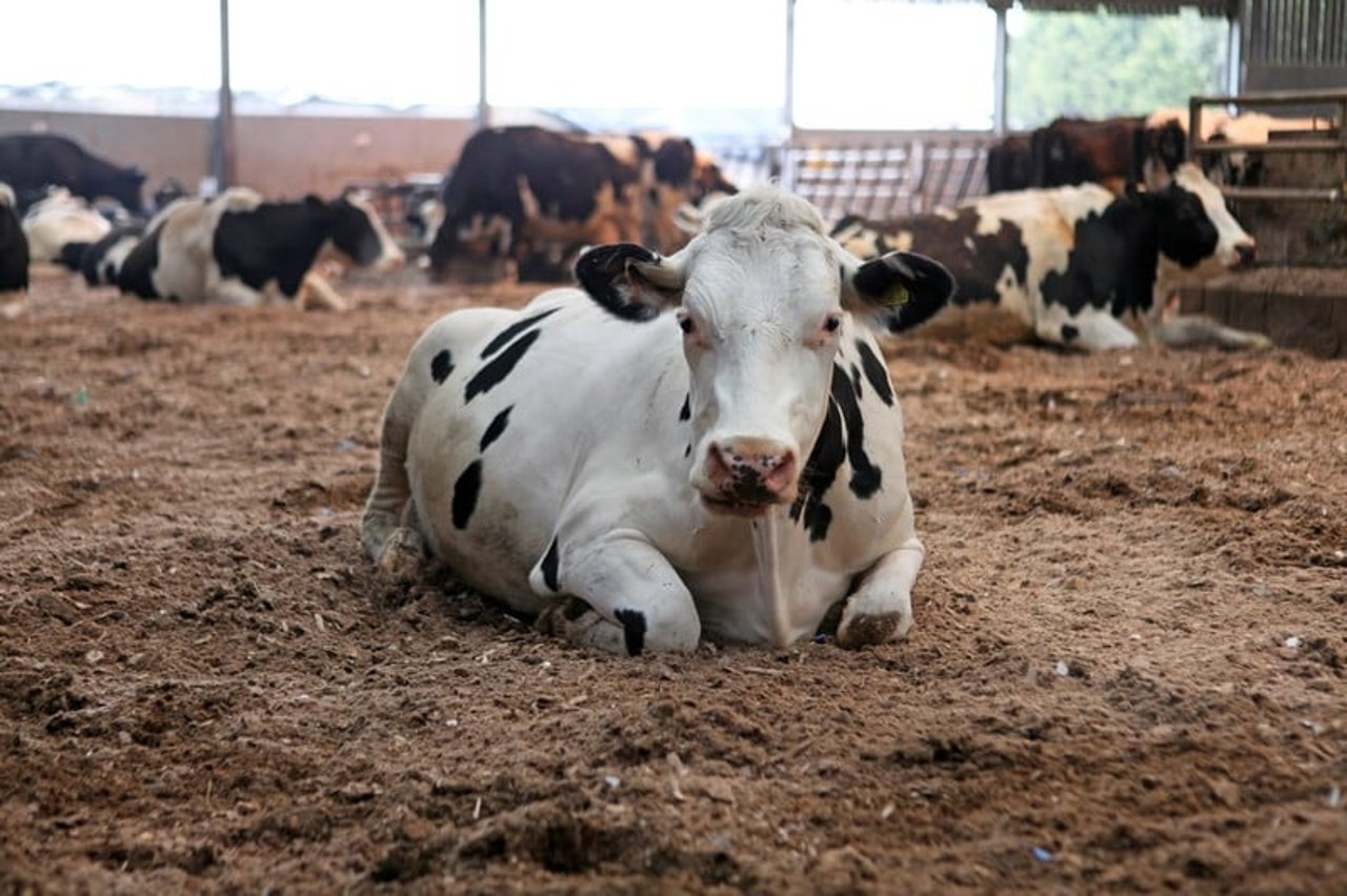cow_research_2014_2_lo_res