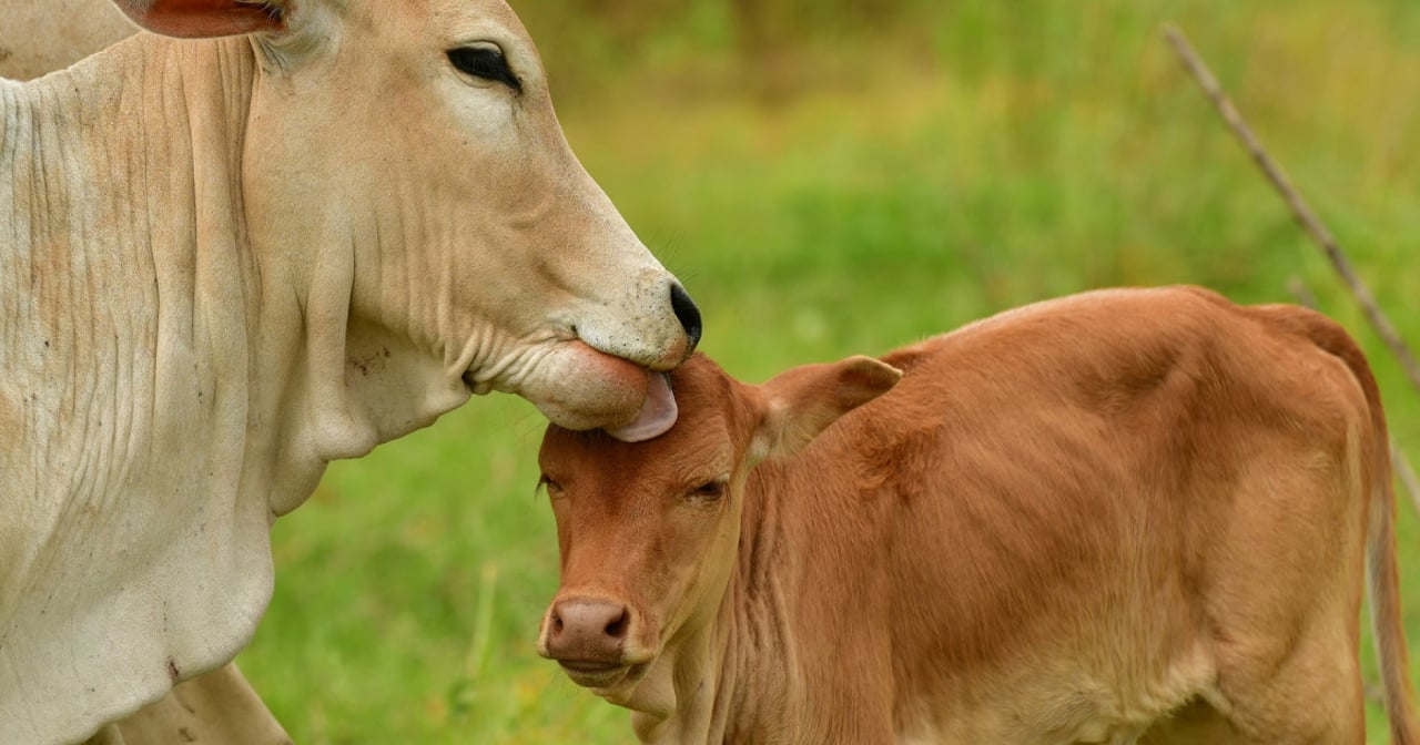Una vaca dando cariño a su ternero
