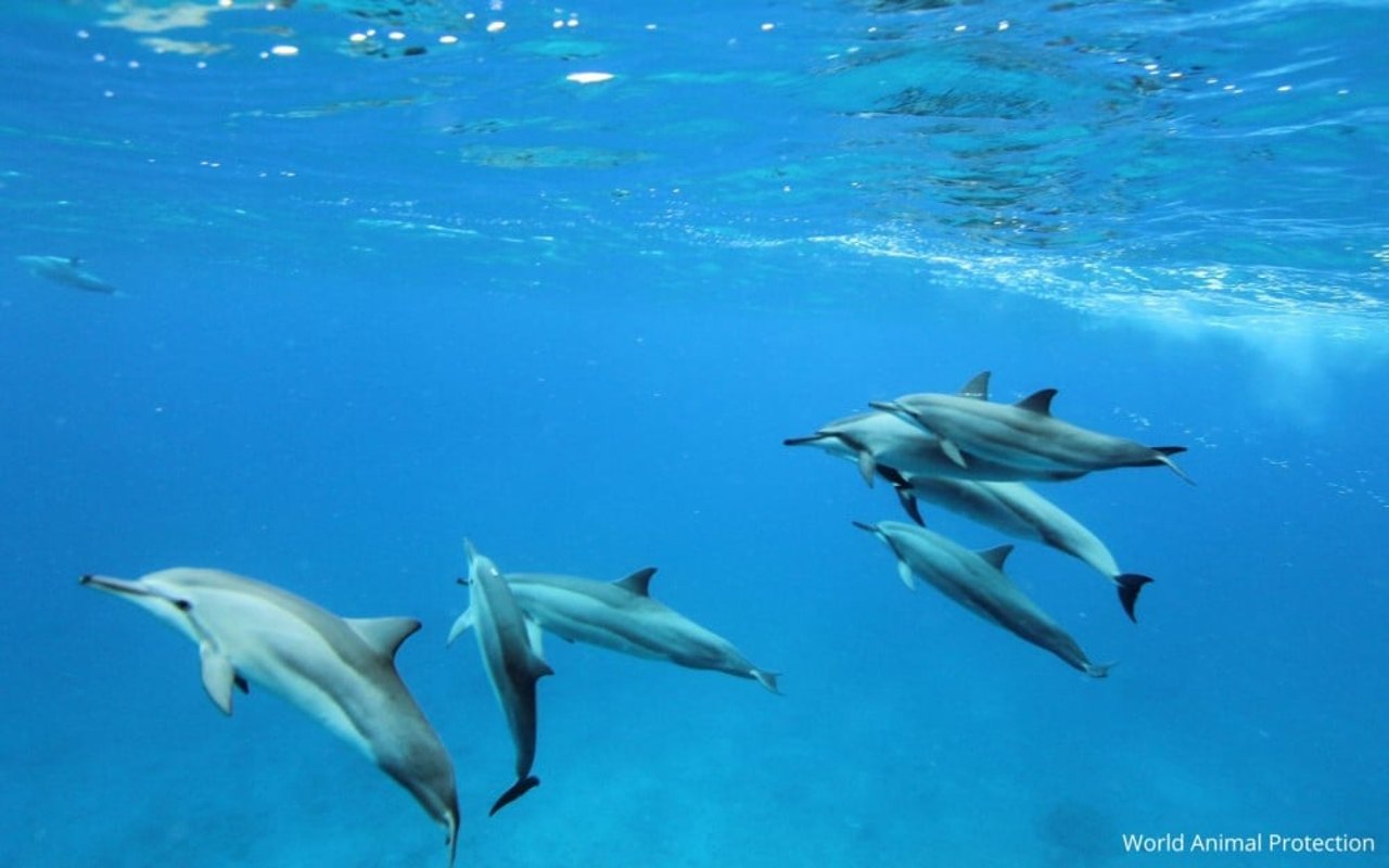 Una manada de delfines nadan en el océano. Los delfines son seres sintientes y sociales.