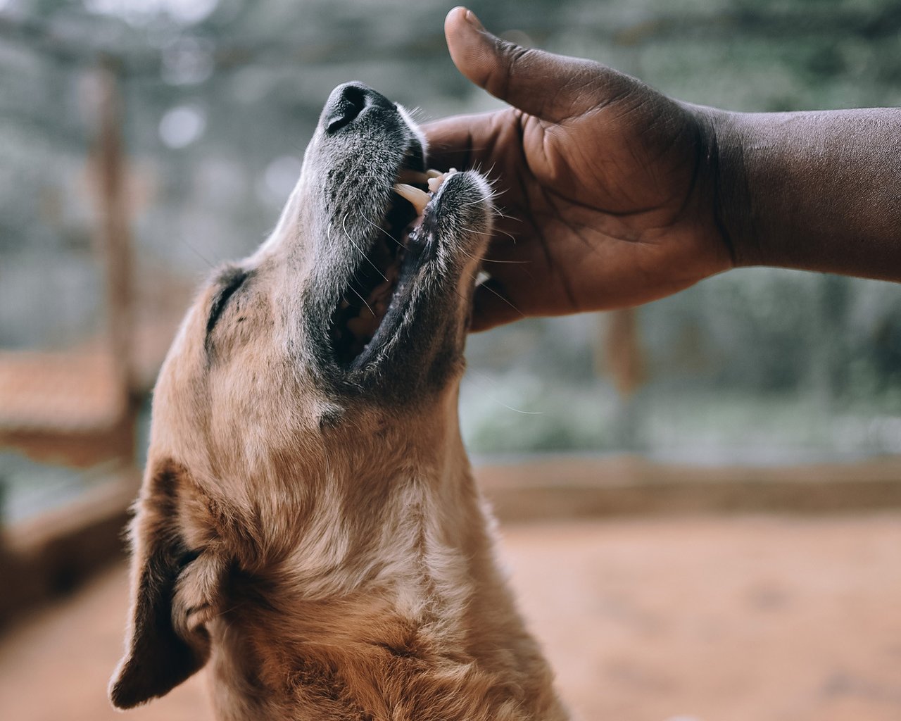 Dog being petted in Kenya - World Animal Protection