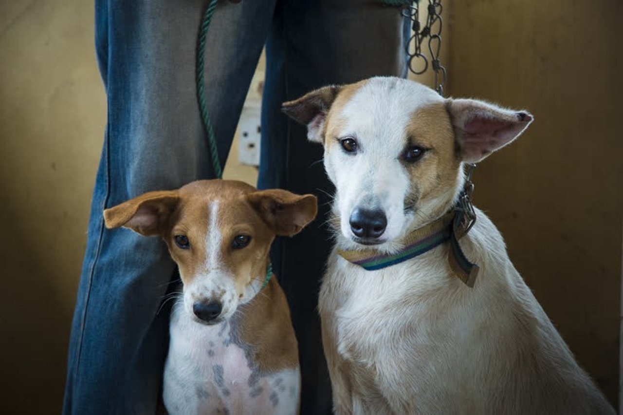 dogs_ghana_800x533_1020942