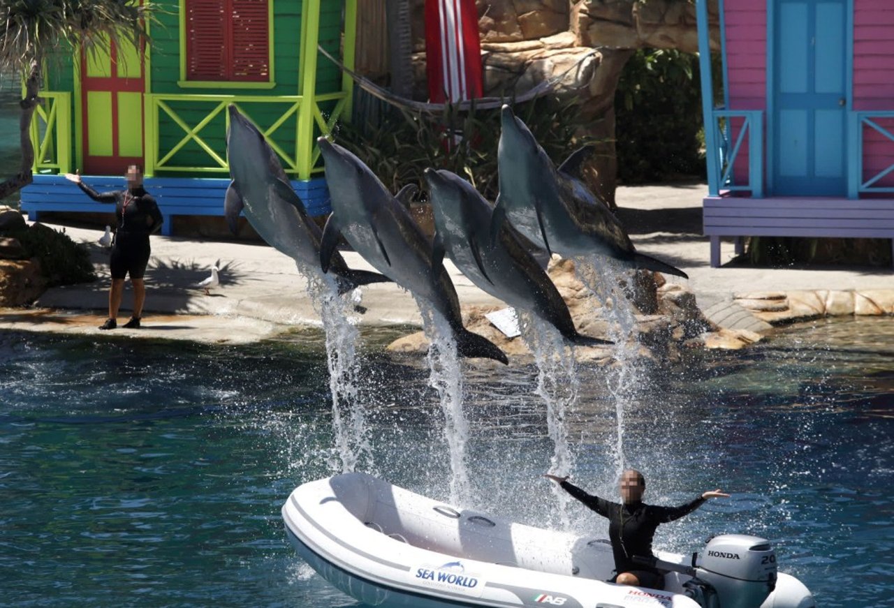 dolphins_in_captivity_at_sea_world_australia