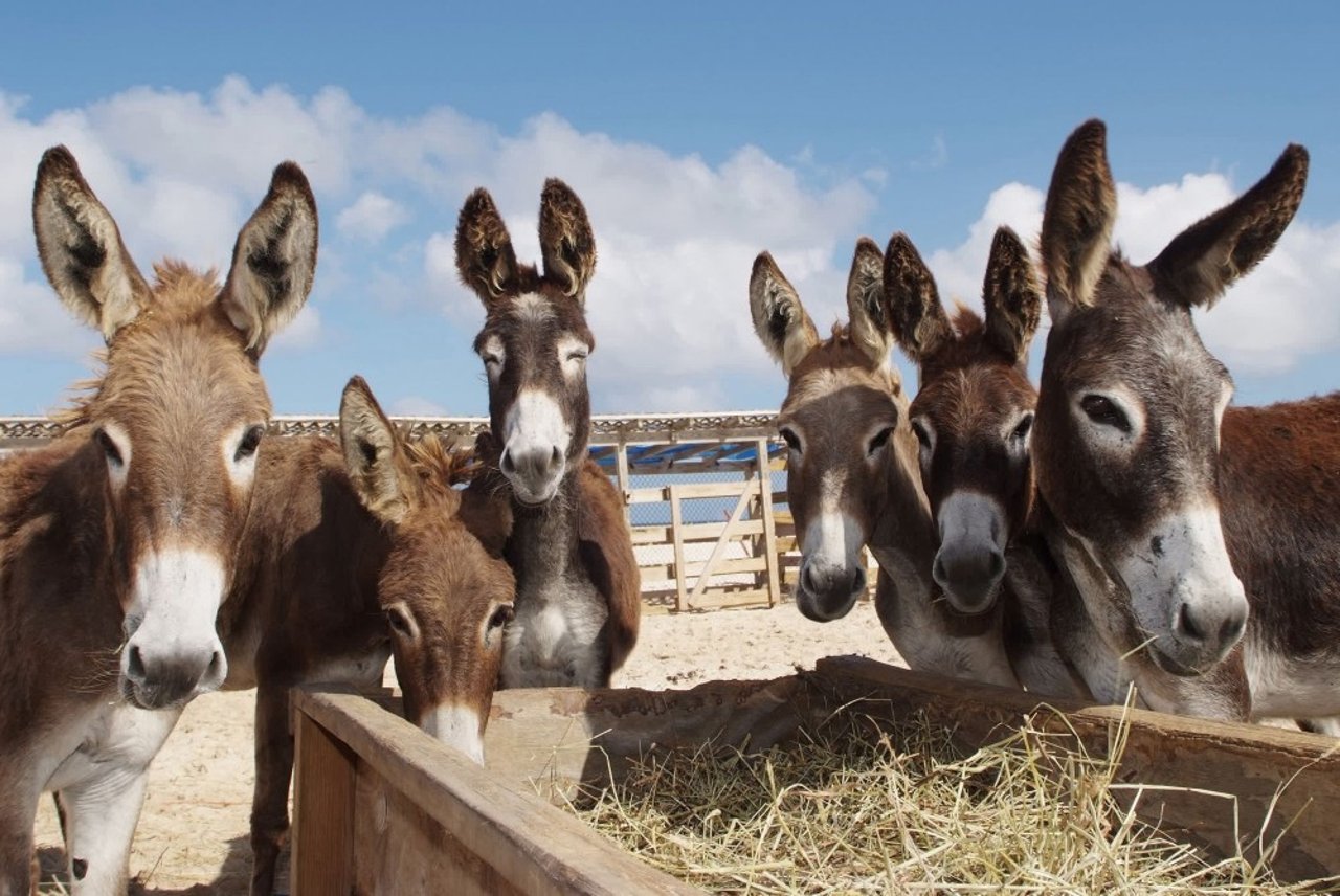 donkeys_in_turks_and_caicos