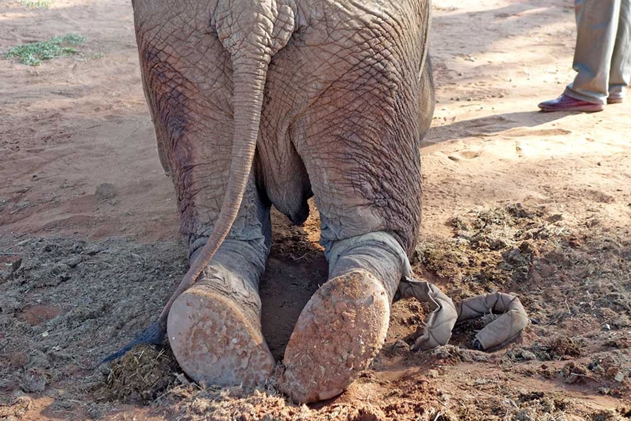 elefante-rodilla