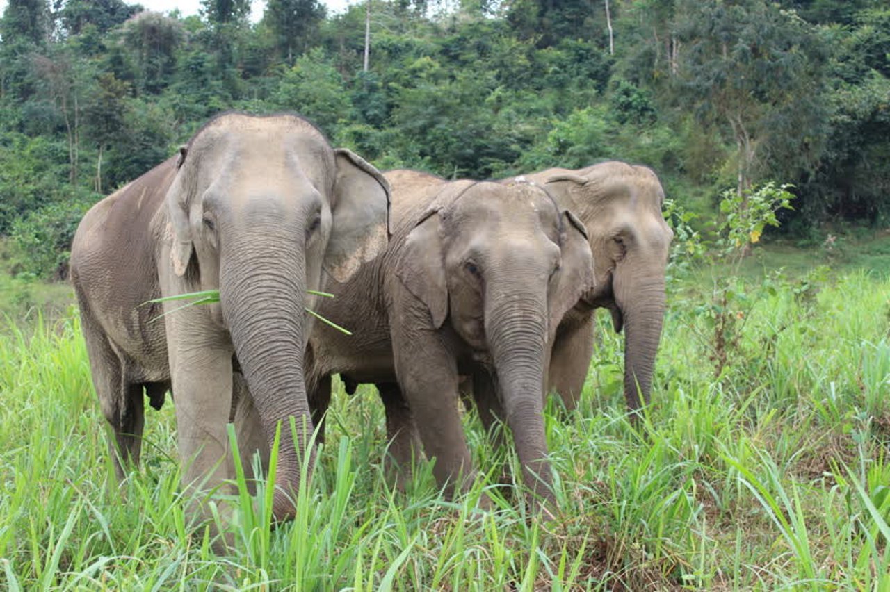 elephants_thailand_800x533_1020955_0