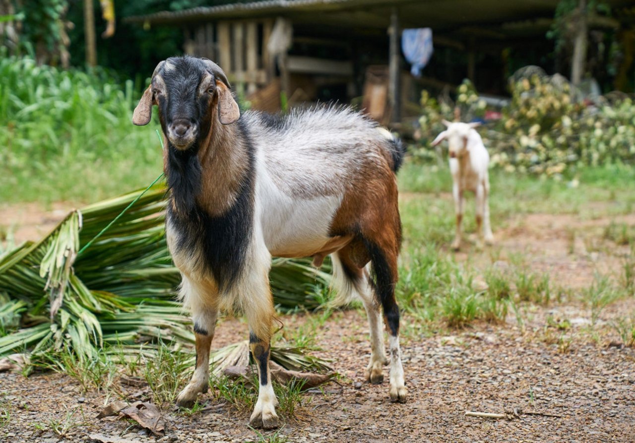 elulu_the_goat