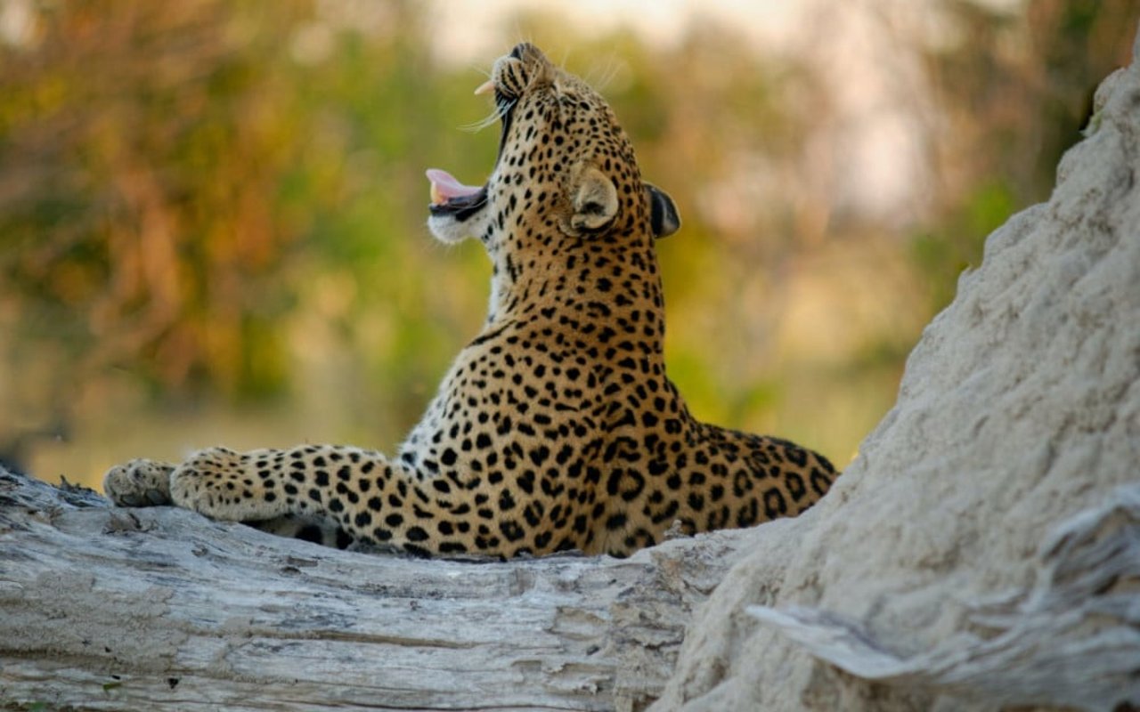 Jaguar silvestre en el Delta del Okavango, Botswana