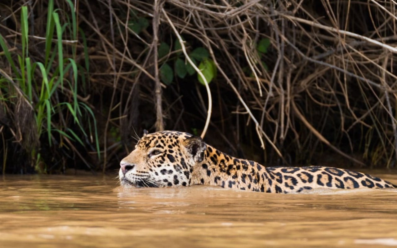 Un jaguar silvestre está nadando en un río.