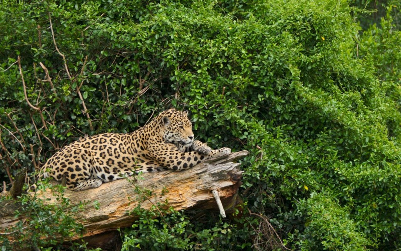 Un jaguar salvaje en la selva tropical mira a lo lejos