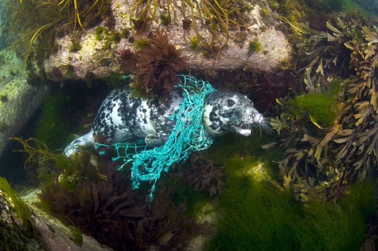 female_grey_seal_tangled_in_a_discarded_fishing_net_devon_uk_med_res_0